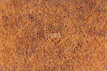 Forbo Flotex Colour Calgary 50*50 t 590005 Calgary Melon фото 3 | FLOORDEALER