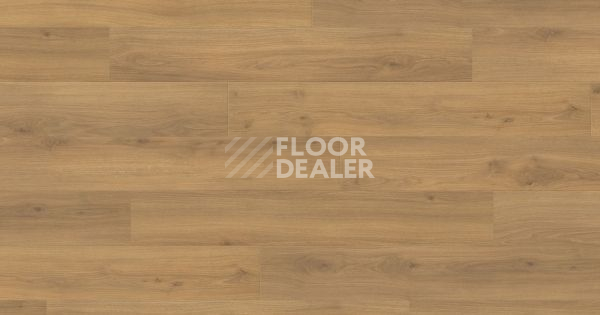 Ламинат Haro Tritty 100 Campus 4V ДУБ ЭМИЛИЯ МЕДОВЫЙ 541541 фото 1 | FLOORDEALER