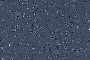 Линолеум Gerflor Mipolam BioControl El5 2002 Volcano фото  | FLOORDEALER