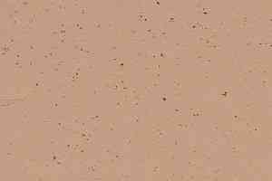 Линолеум Forbo Marmoleum Solid Cocoa 3592 salted caramel фото  | FLOORDEALER