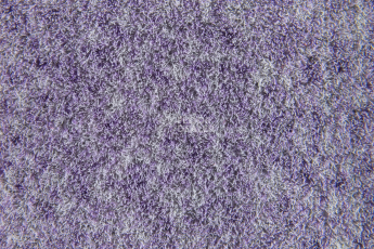 Forbo Flotex Colour Penang 50*50 t 382027 Penang Orchid фото 3 | FLOORDEALER