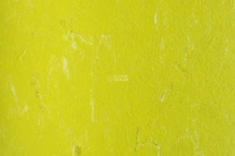 Forbo Marmoleum Solid Piano 3646-364635 young grass фото 2 | FLOORDEALER