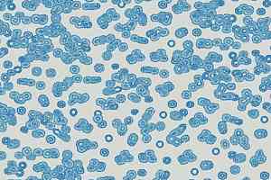Ковролин Forbo Flotex Sottsass Bacteria 990202 фото  | FLOORDEALER