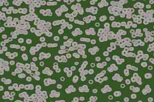 Ковролин Forbo Flotex Sottsass Bacteria 990403 фото  | FLOORDEALER