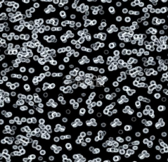 Ковролин Forbo Flotex Sottsass Bacteria 990106 фото 1 | FLOORDEALER