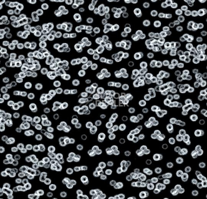 Ковролин Forbo Flotex Sottsass Bacteria 990106 фото 1 | FLOORDEALER