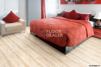 Wood MAPLE фото 3 | FLOORDEALER