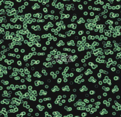 Ковролин Forbo Flotex Sottsass Bacteria 990102 фото 1 | FLOORDEALER