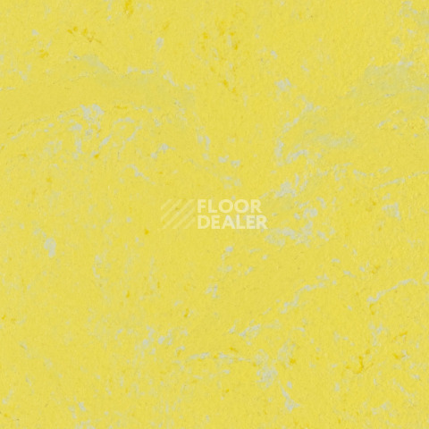Линолеум Forbo Marmoleum Solid Concrete 3741-374135 yellow glow фото 1 | FLOORDEALER