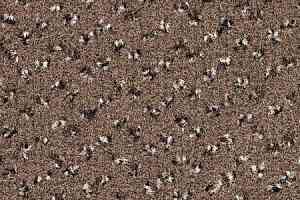 Ковролин Desso Trapez-Brlm 2943 фото  | FLOORDEALER
