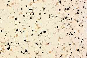 Линолеум DLV Flooring Pure Space Conductive 816 Butter фото  | FLOORDEALER